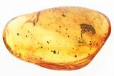 Detailed Fossil Ant-Like Flower Beetle (Macratriinae) in Baltic Amber #307374-1